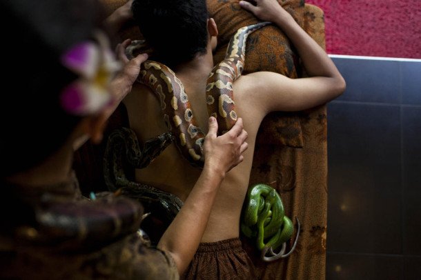 snakespa1