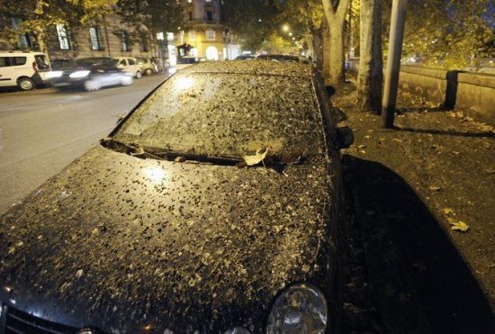 starlings-in-rome-550x371