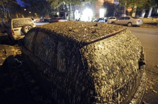 starlings-in-rome2-550x365