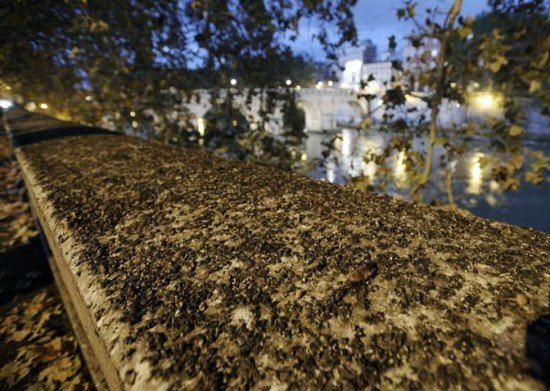 starlings-in-rome3-550x391