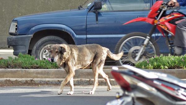 loyaldog3