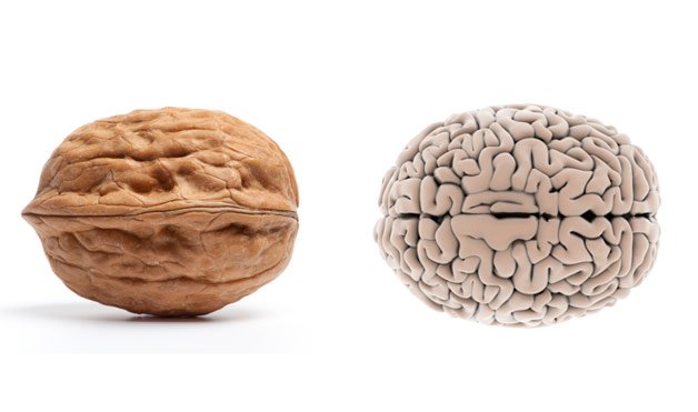 02-Walnut-BrainFoods-That-Look-Like-Body-Parts-1
