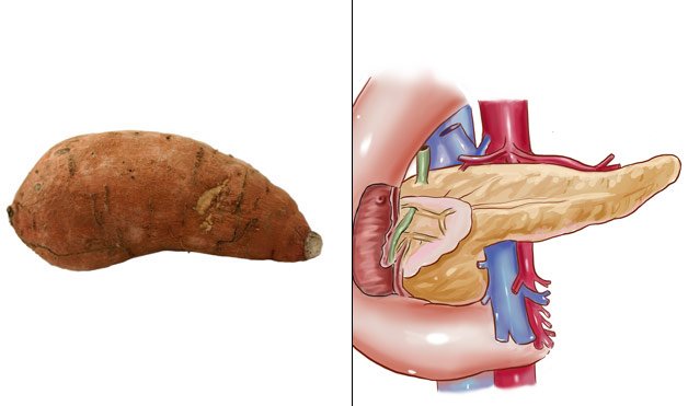 10-Sweet-Potatoes-PancreasFoods-That-Look-Like-Body-Parts-1