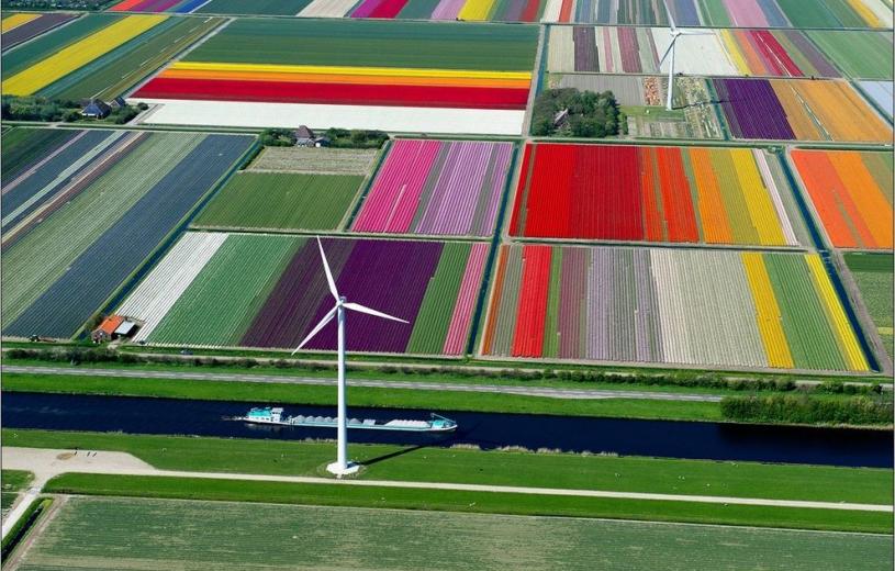 tulip_fields
