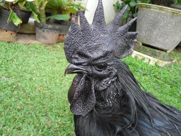 chicken-4.png
