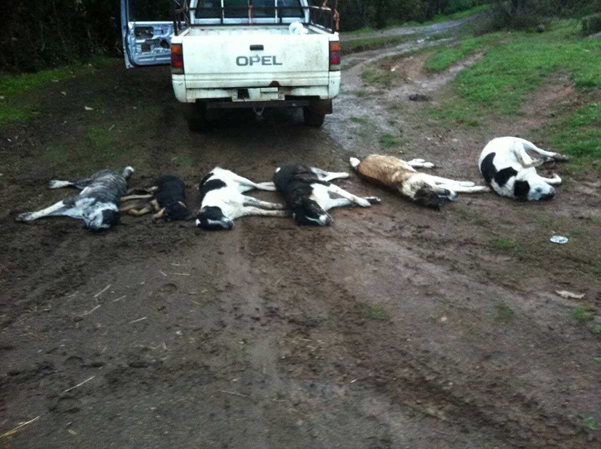 deaddoggi