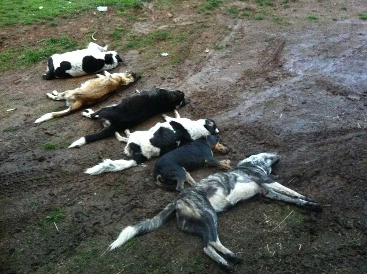 deaddoggis2