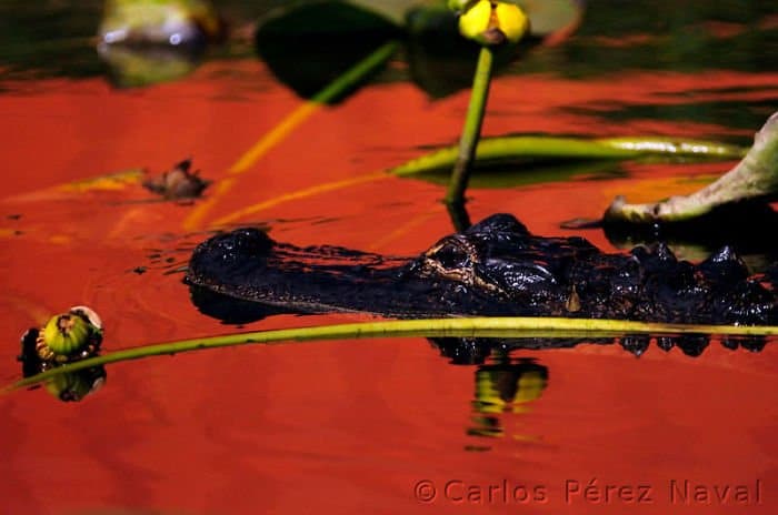 Carlos-Perez-Naval3