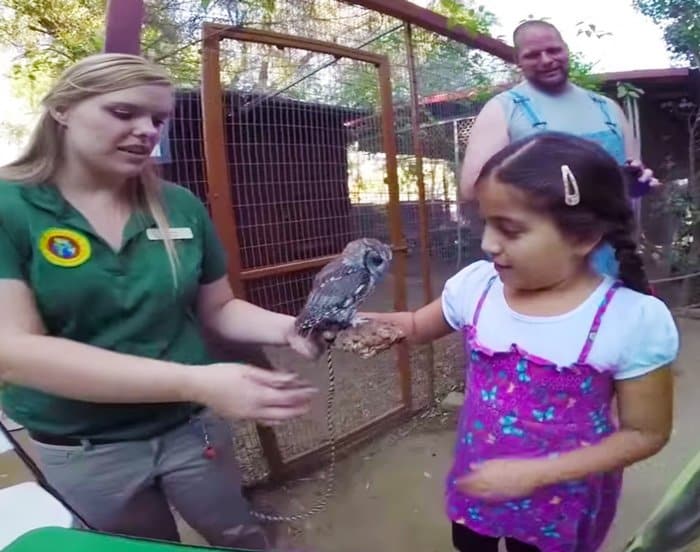 rescued-blind-owl-zeus-10