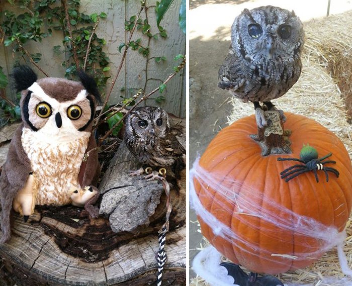 rescued-blind-owl-zeus-4