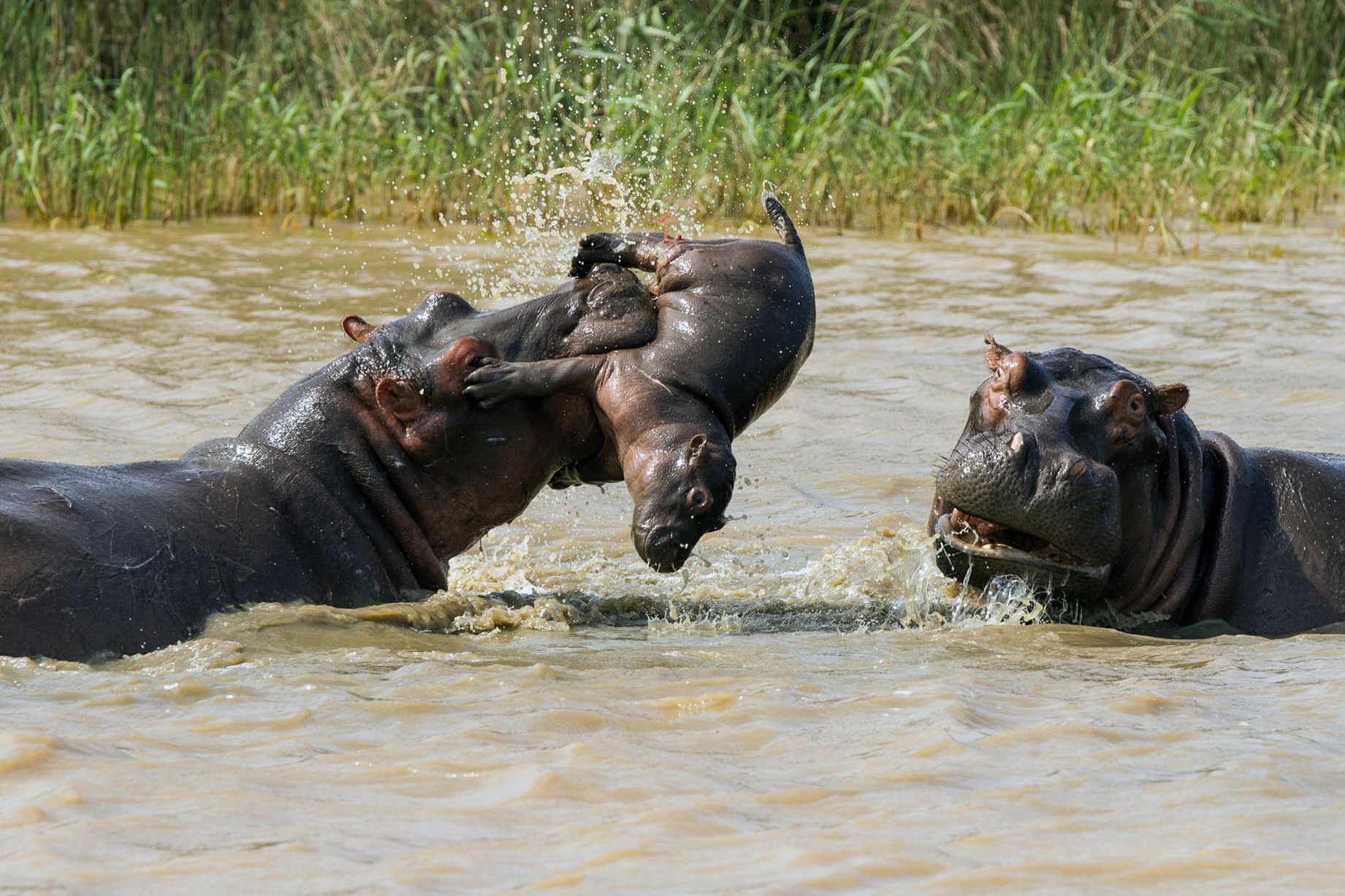 Hippo (1)