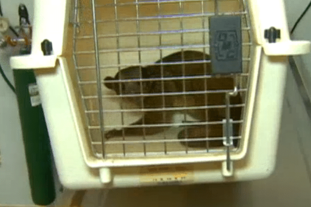 kinkajou2