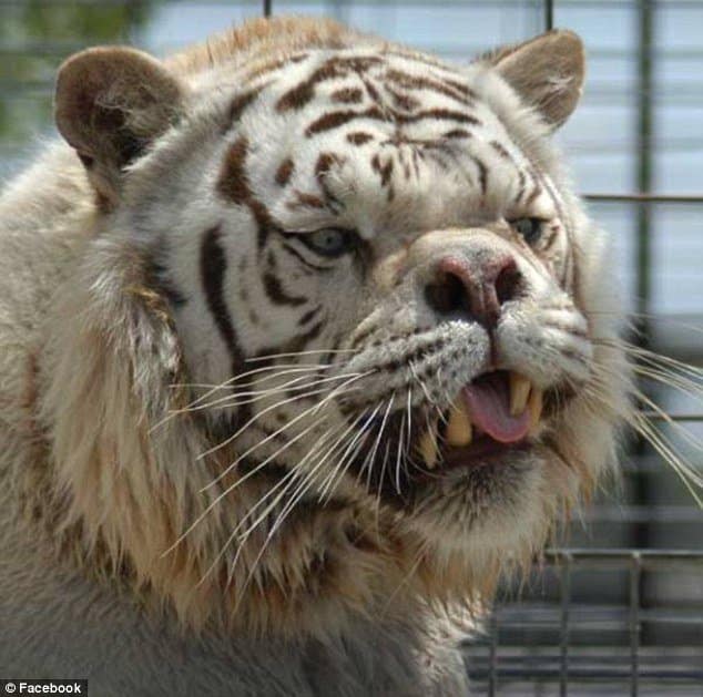  Kenny was lucky enough to live out the last of his days at the animal sanctuary until his death aged just ten in 2008 from melanoma