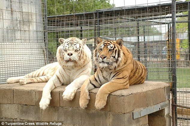 Both Kenny and his brother Willie's deformities are thought to have stemmed from generations of inbreeding