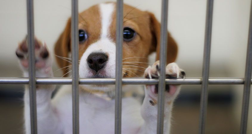 _Adopt-a-Dog-with-the-Right-Energy