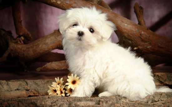 maltese-puppy-wallpaper-15715