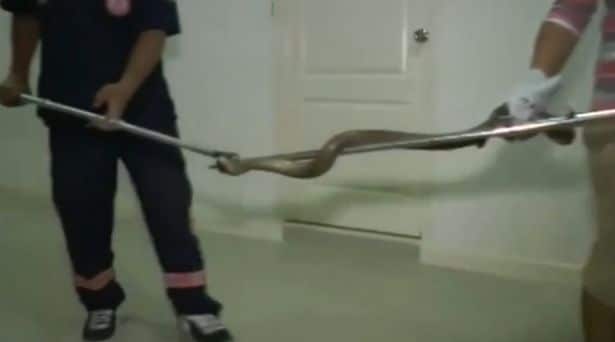 cobra