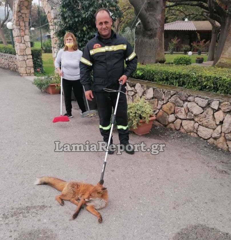 αλεπού