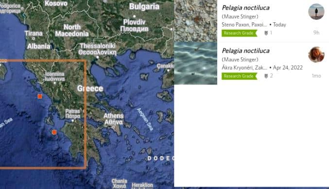 Συναγερμός για τη μωβ μέδουσα στις ελληνικές θάλασσες: Έφτασε και στο Ιόνιο