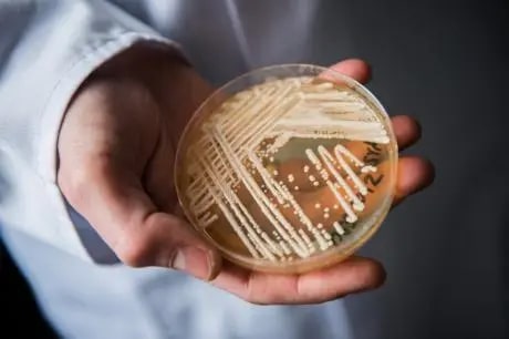 Candida auris,