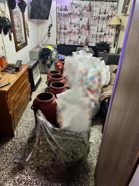κάνναβης