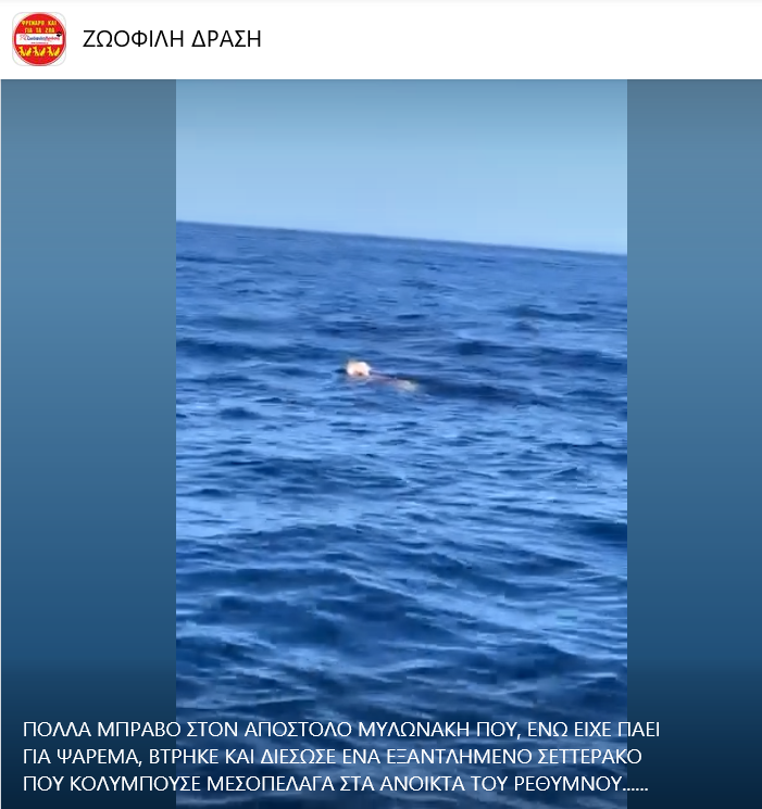 σκυλάκι
