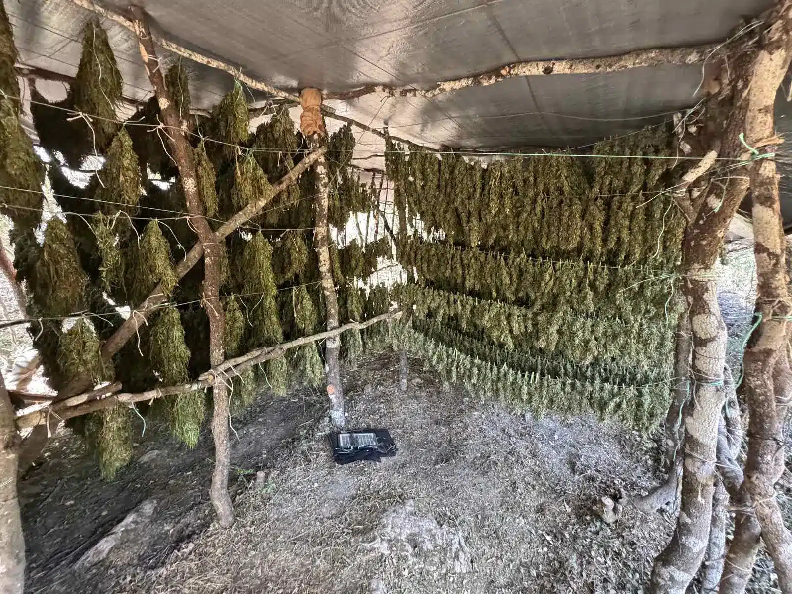 Φυτεία κάνναβης στην Αρκαδία