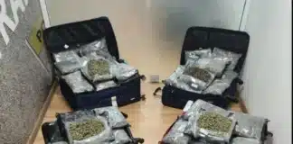 κάνναβης