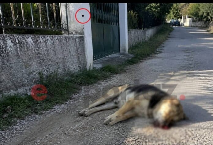 Κεφαλονιά αδέσποτο